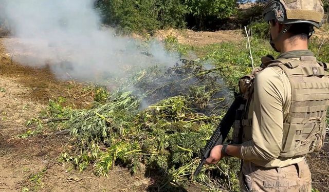 Diyarbakır'da 217 bin 608 kök kenevir ve skunk ele geçirildi