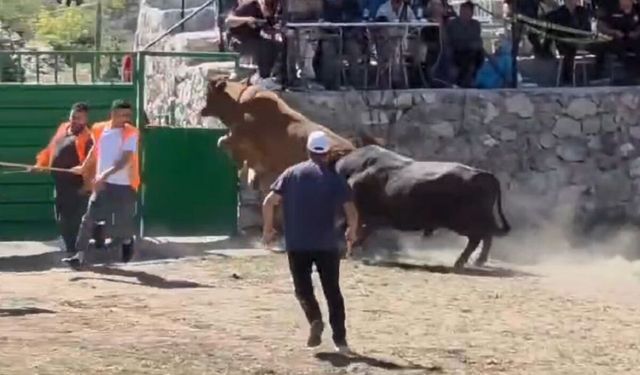 Yenileceğini anlayan boğa kapı üzerinden arenanın dışına atladı! O anlar kamerada