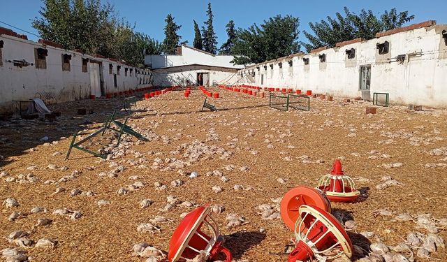 Hortumda zarar gören çiftliklerdeki 20 bin civciv öldü