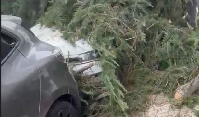Maltepe’de kesilen ağaç 2 otomobilin üzerine devrildi