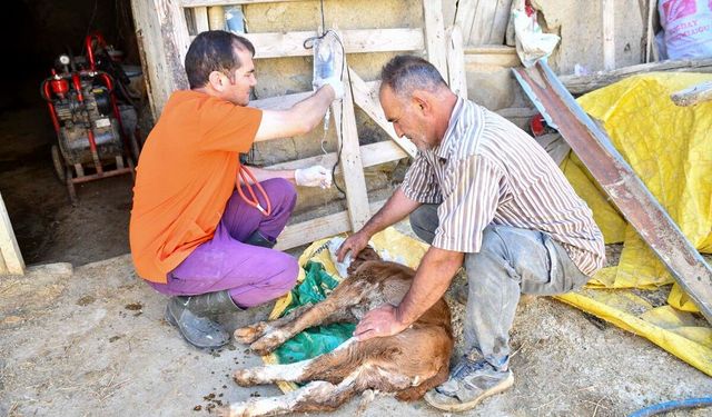 Ankara’da küçük aile işletmelerine veteriner desteği