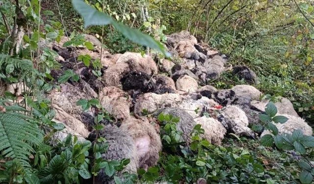 Trabzon'da uçurumdan yuvarlanan 184 koyun telef oldu