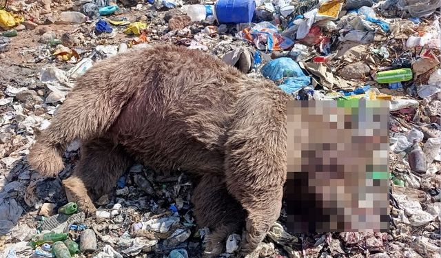 Bingöl’de 3 bozayının öldürülmesine ilişkin çalışma başlatıldı