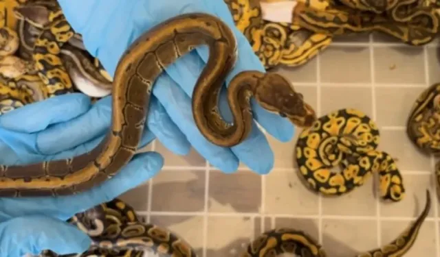 Kapıkule'de kaçak sokulmak istenen 67 piton yılanı ele geçirildi