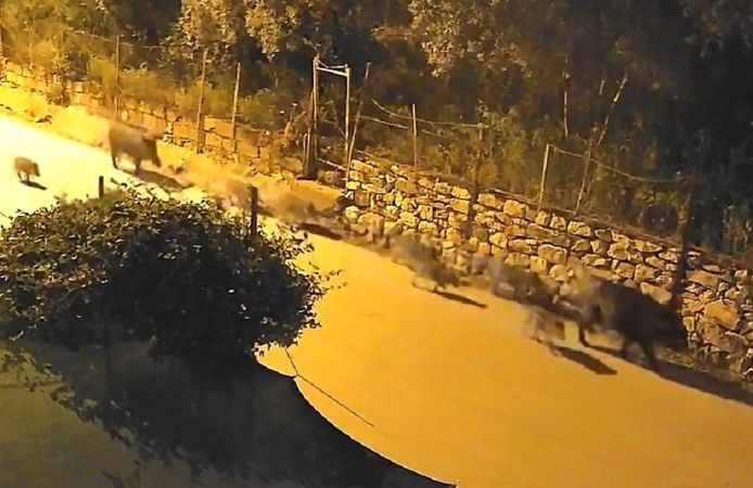 Yaban domuzu sürücü şehir merkezine indi
