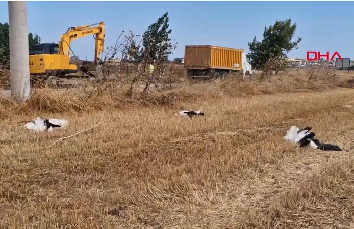 30 leylek elektrik direklerinde akıma kapılarak öldü