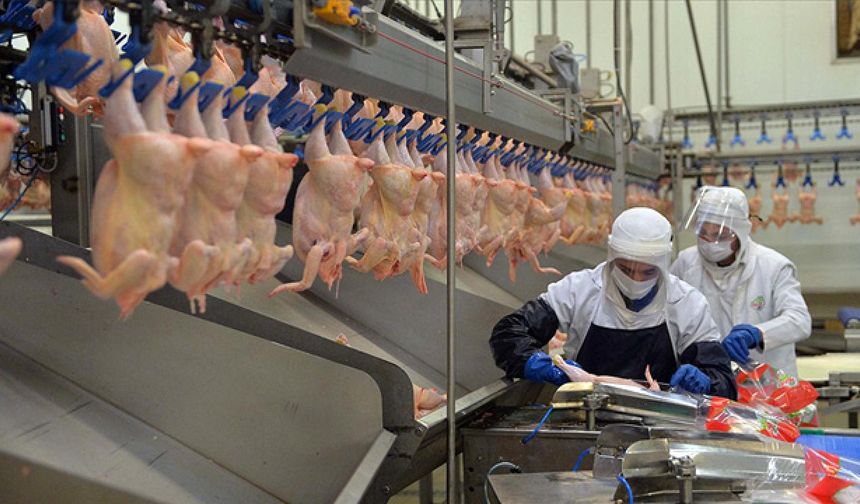 Tavuk eti üretimi temmuzda yıllık bazda yüzde 16,6 arttı