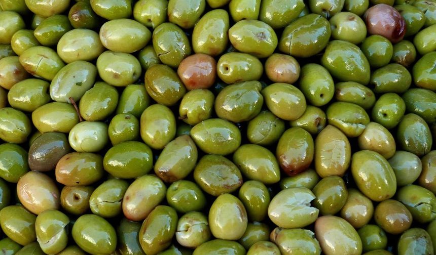 Sofralık zeytin ihracatında rekor kırıldı