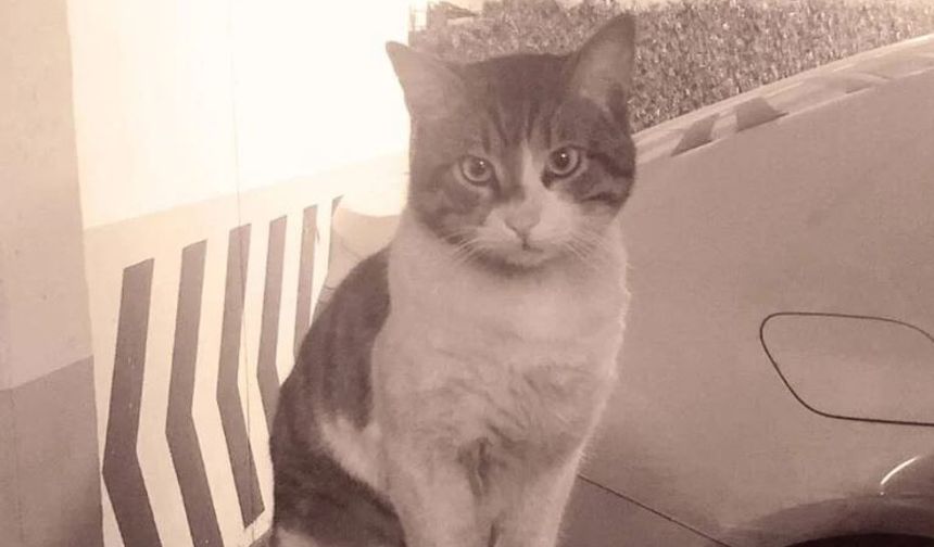 Kedi Eros'un katilinin serbest kalmasına sanat camiasından tepki yağdı