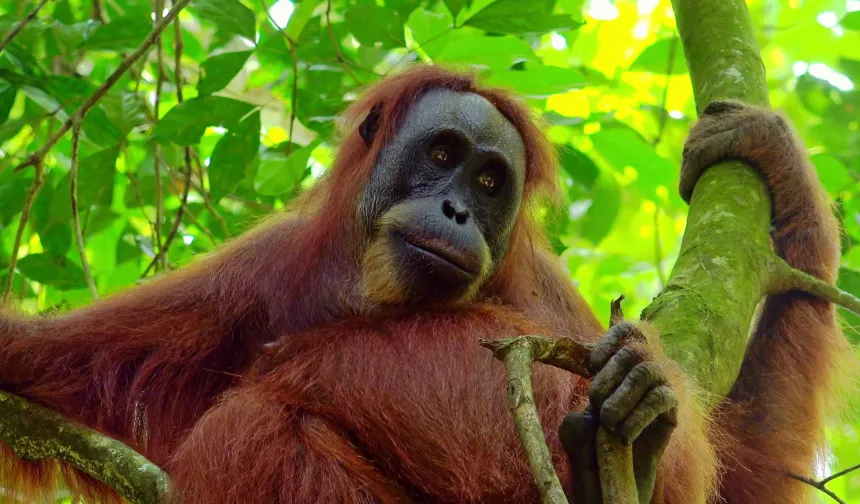 Bilim insanları, orangutanların tıbbi bir bitkiyi doğrudan yaraya uyguladığını ilk defa gözlemledi