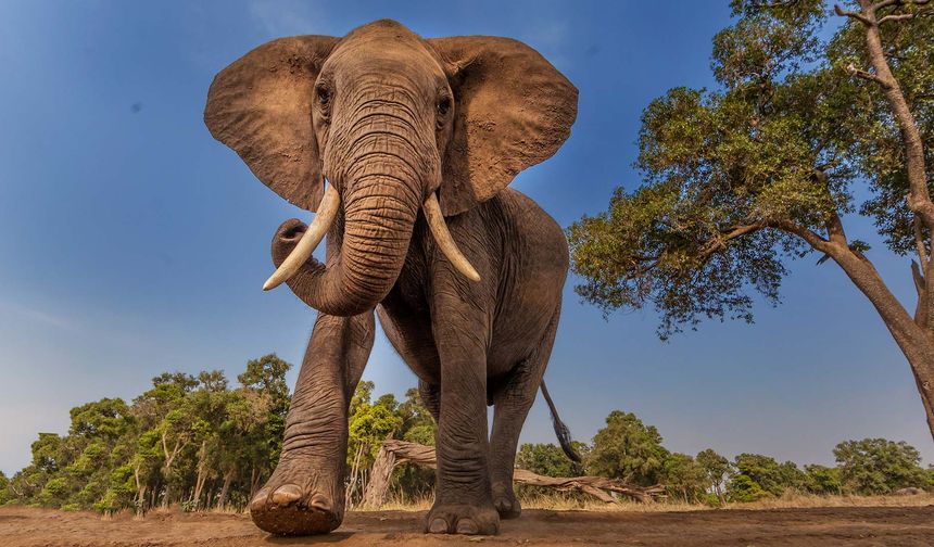 Filler durum, cinsiyet ve gruptaki yerine göre selamlaşma üslubunu değiştiriyor