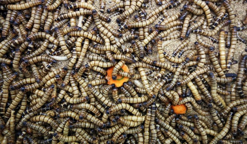 Singapur'da 16 böcek türü yiyecek olarak onaylandı