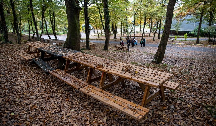 Sakarya sonbahar renklerine büründü