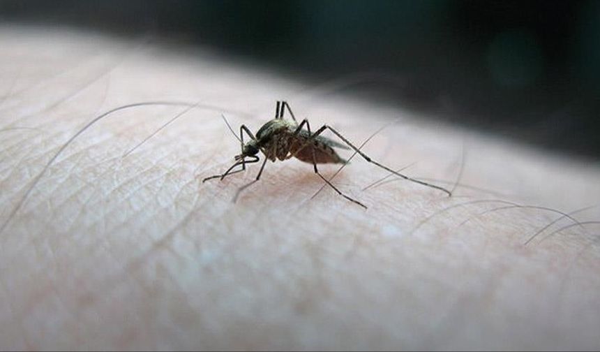 Dünyayı alarma geçiren chikungunya virüsü nedir?