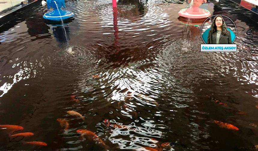 Hayvan istismarıyla suçlanıyordu: Baby Fish’ler kapanıyor; koi balıkları için yaşam alanı aranıyor