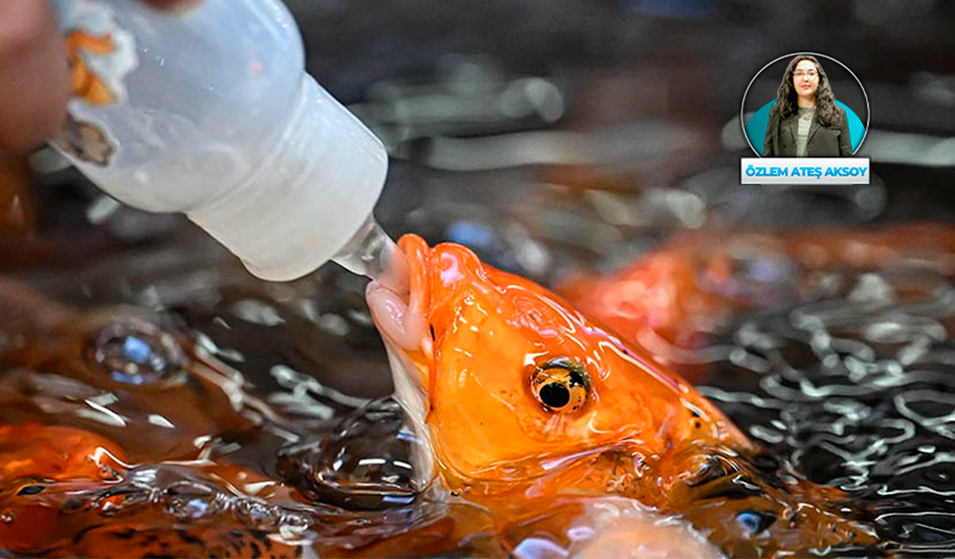 Baby Fish’ler kapatılmadı; Etimesgut ve Keçiören belediyeleri yönetmeliğe rağmen işletmelerin ruhsat almasına izin verdi