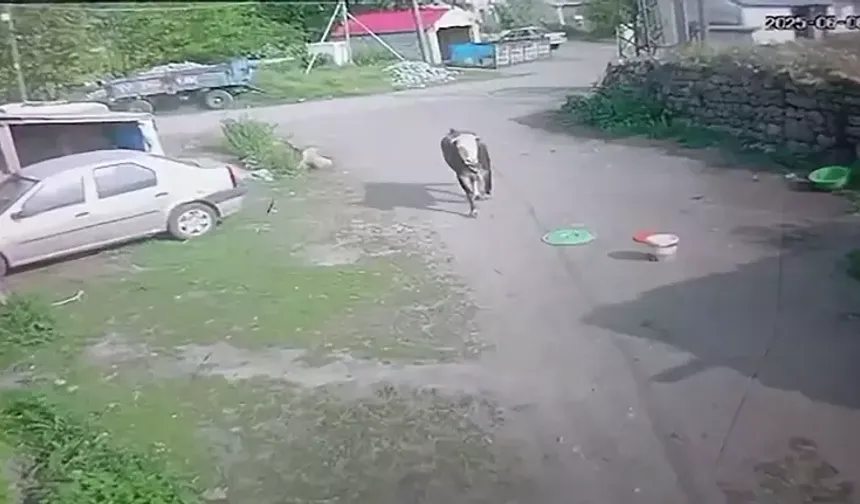 Kaçan kurbanlık boğanın çocukları kovaladığı anlar kamerada