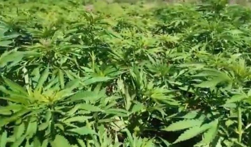 Diyarbakır'da 12 milyon 389 bin kök kenevir ve skunk ele geçirildi