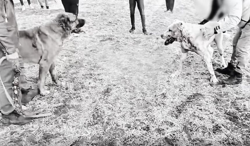 Kayseri'de köpek dövüştüren 8 kişiye gözaltı