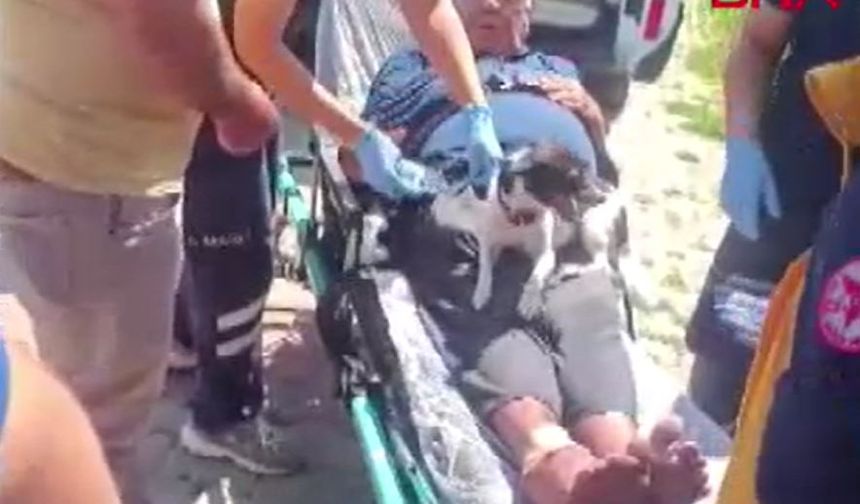 Kazada yaralanan sahibinin ambulansta da başından ayrılmadı