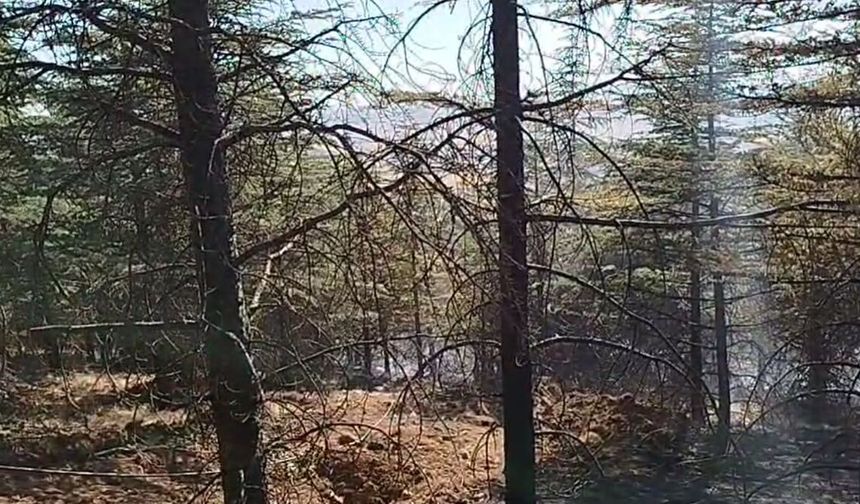 Araştırma: İklim değişikliği nedeniyle 2100'e kadar on binlerce bitki türü yok olabilir