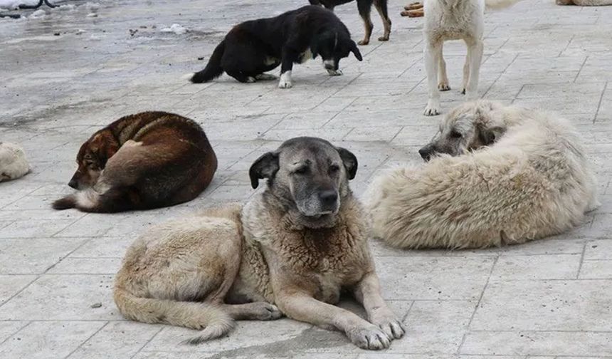 Sokak hayvanların yüzde 75’i sokaklardan toplandı