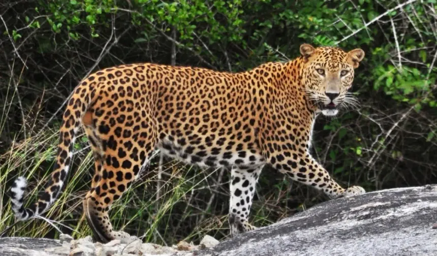 Bu hayvana zarar vermenin cezası 45 milyon TL ve 5 yıl hapis