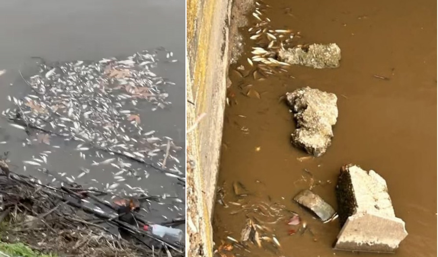 Yeşilırmak'ta balık ölümleri görüldü