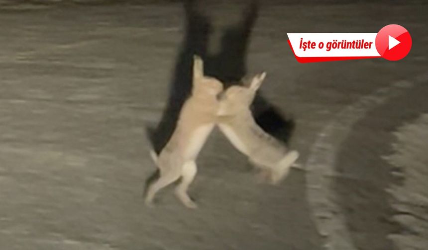 Çanakkale'de tavşanların yol ortasındaki kavgası kamerada!