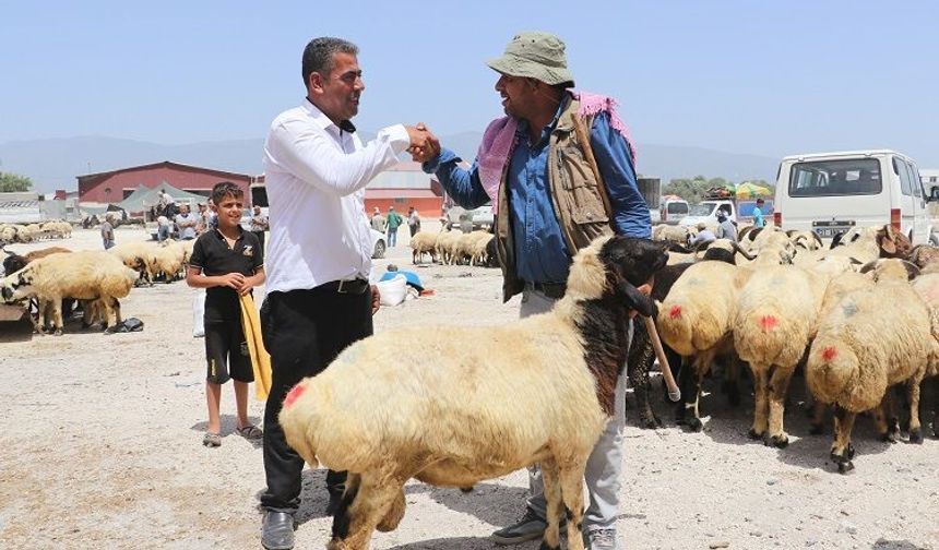Bayram yaklaşırken kurbanlıklarda fiyatlar dudak uçuklattı!