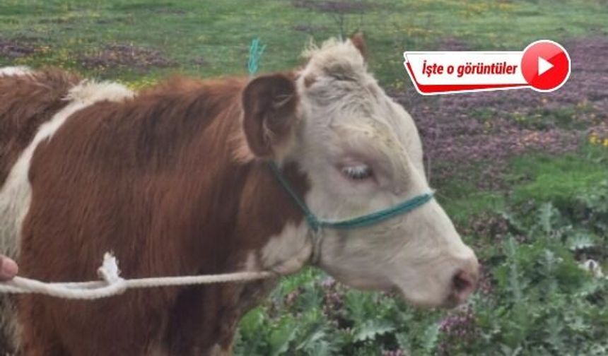 Bolu’da dereye düşen buzağı köylüler tarafından kurtarıldı