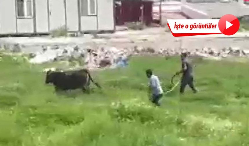 Ankara'da kesimden kaçan kurbanlık boğayı özel tim yakaladı!