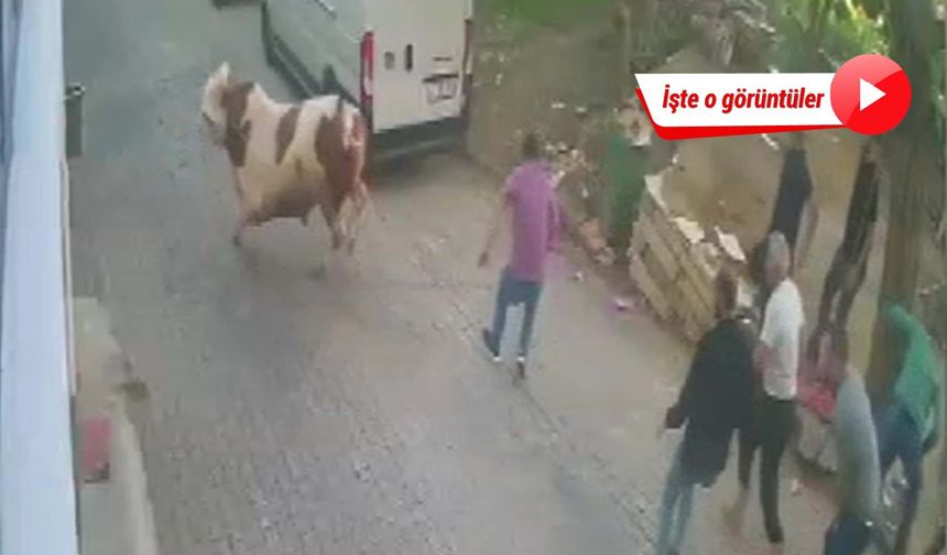 Bursa'da kesilmek üzereyken kaçan boğa güçlükle yakalandı