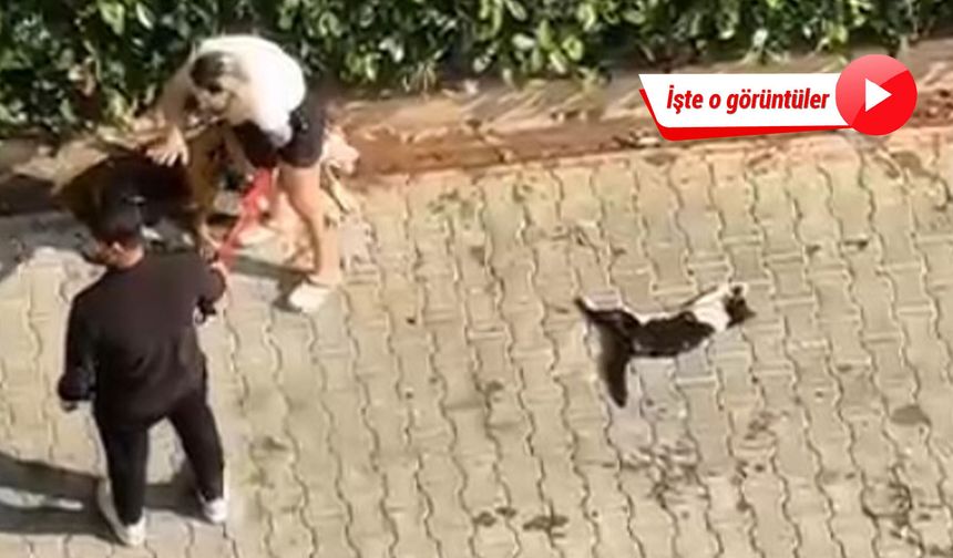 Ağızlıksız gezdirilen pitbull, kediyi öldürdü; sahibi, 'polisi aramayın' dedi