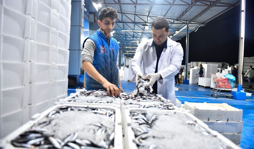 ABB'den Balık Hali'nde sıkı denetim