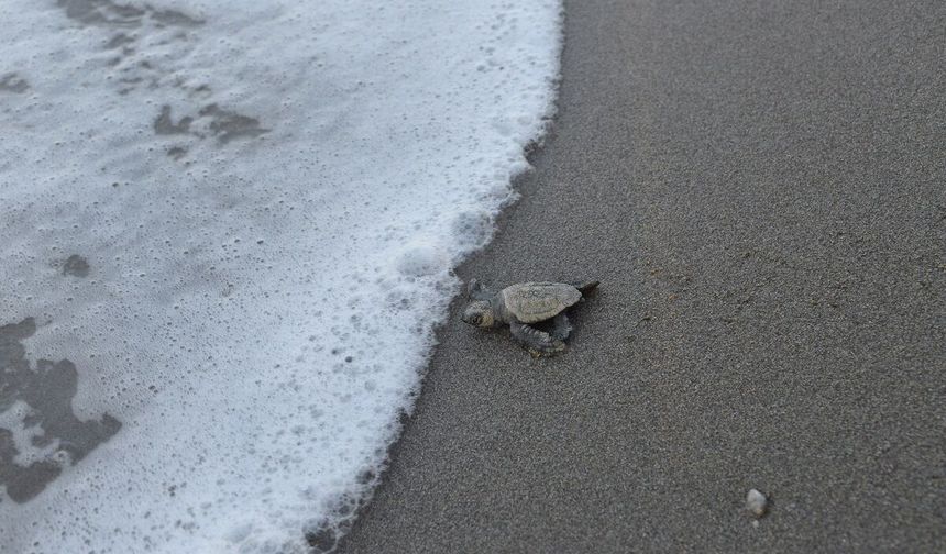 Belek'te 100 bin caretta yavrusu denize ulaştı
