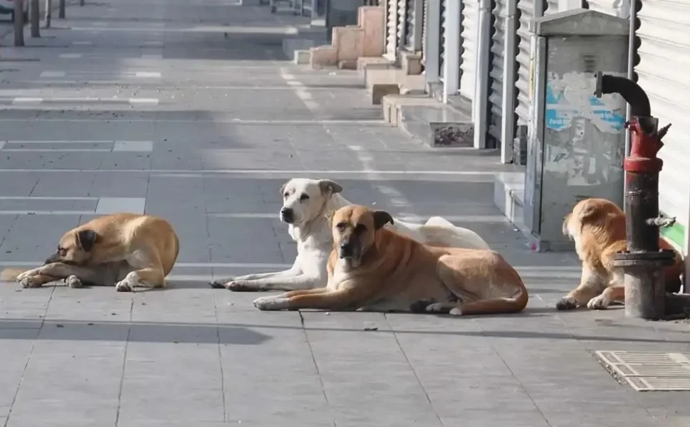İçişleri Bakanlığı: Sokak hayvanlarının yüzde 78'i toplandı