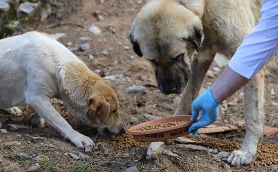 İçişleri Bakanı Mustafa Çiftçi'den 'sokak köpekleri' açıklaması