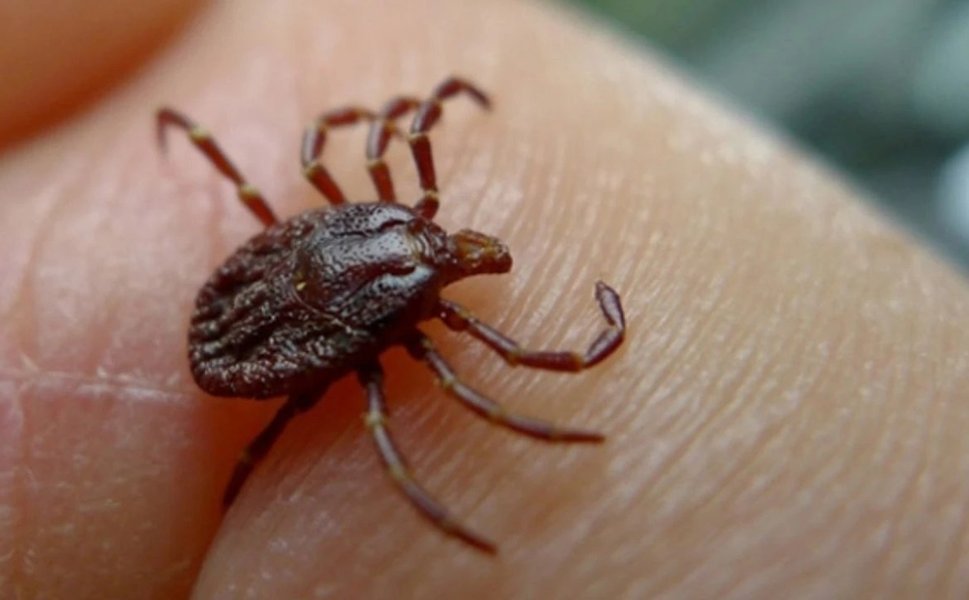 Sivas'ta kene can aldı: 21 yaşındaki genç ölü bulundu