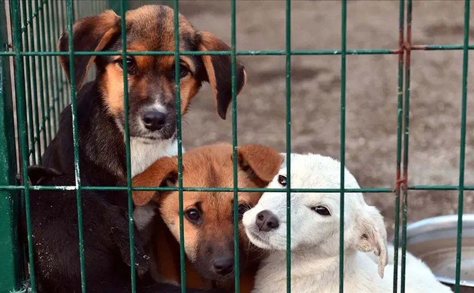 81 ilde barınaklar dahil sokak köpeği denetimi yapılacak