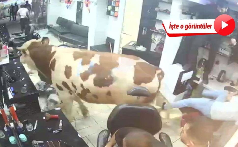Kaçan kurbanlık boğa kuaför salonuna girdi, ortalık savaş alanına döndü!