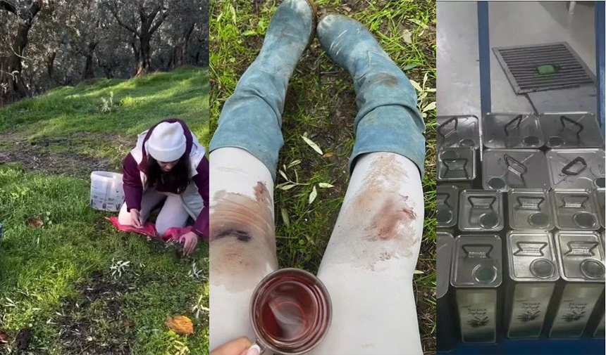 Aslıhan Gürbüz, Ayvalık'ta Zeytin Hasadına Başladı Içindeki Fotoğraf