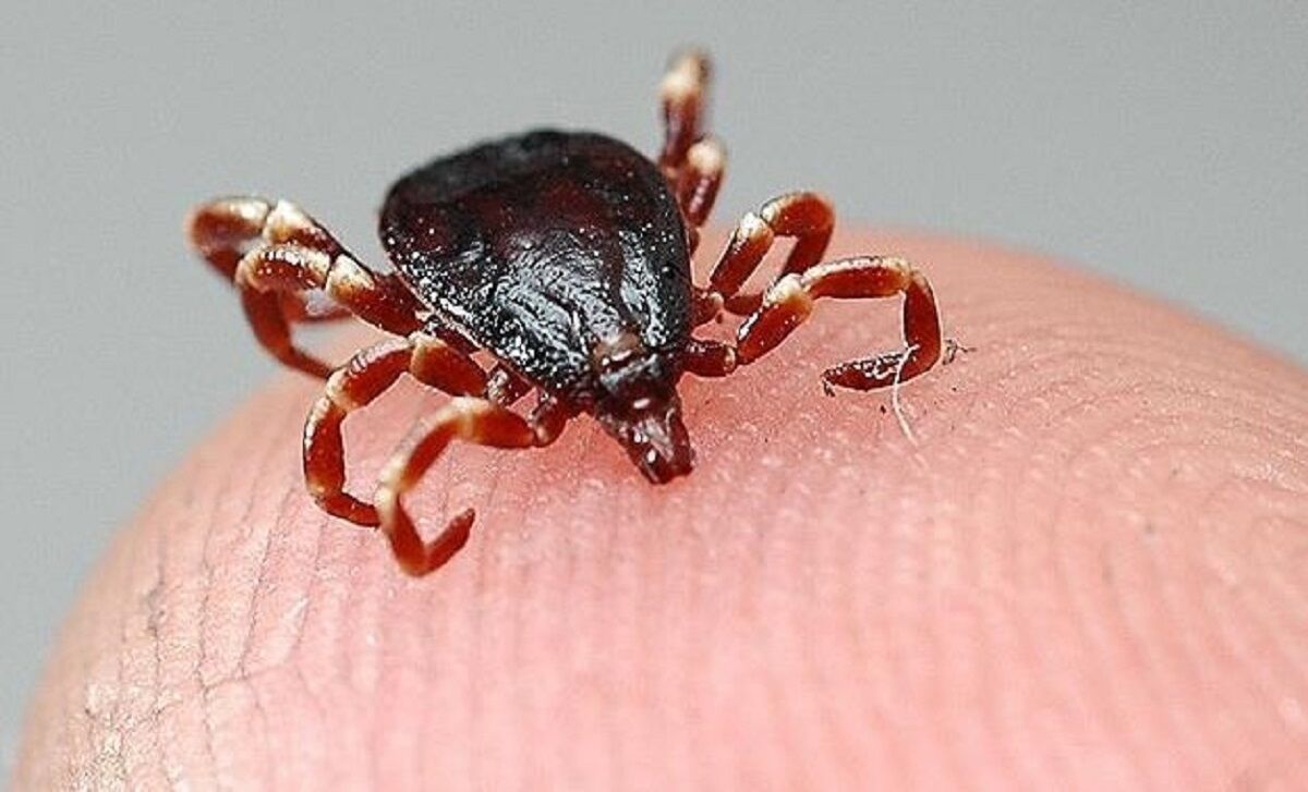 Çorum’da KKKA can aldı: 64 yaşındaki kadın hayatını kaybetti