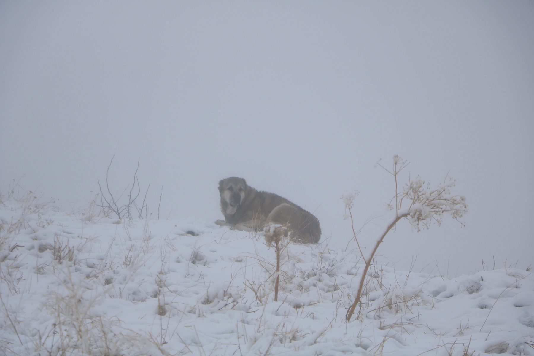 H A K K A R I D E K A R Y A G I S I 1016669 301624