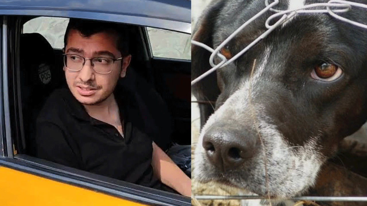 Doktora 'Köpekleri öldürmek' suçundan verilen cezanın gerekçesi açıklandı