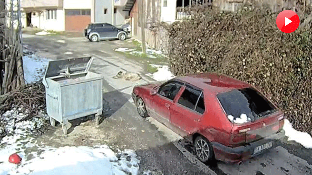 Otomobilin üzerinden geçtiği köpeğin vücudunda yüzlerce saçma izine rastlandı