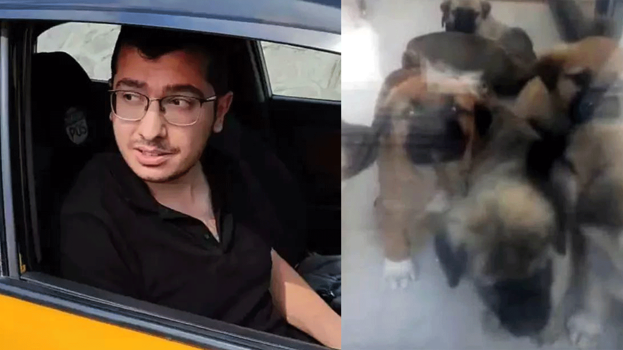 Doktora 'Köpekleri öldürmek'ten verilen hüküm, istinaf incelemesinde kaldırıldı