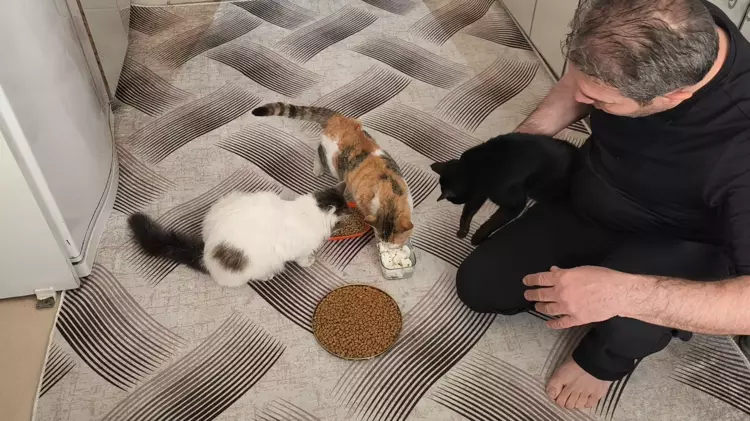 Evini Kedilere Açtı