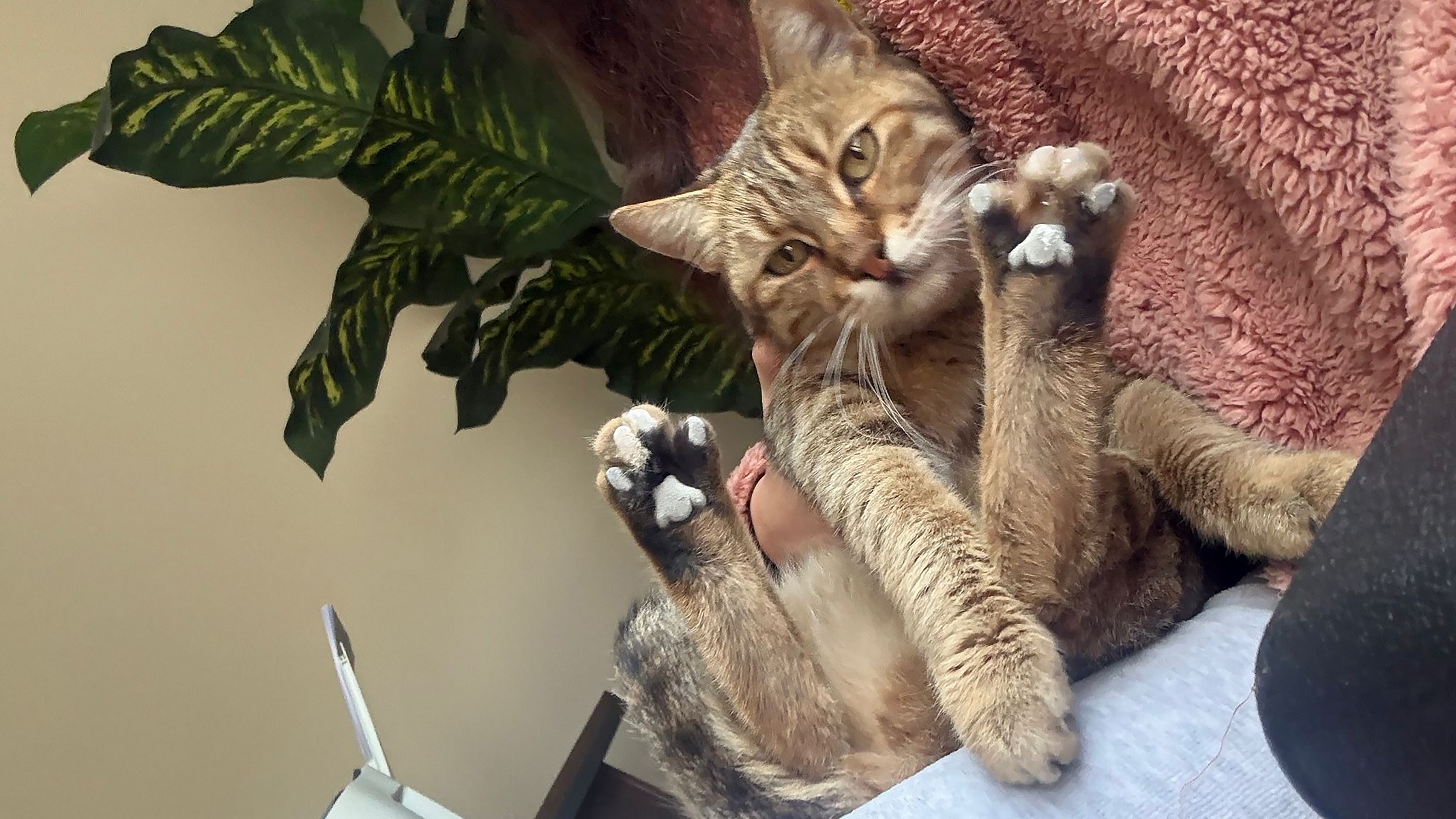 K A M Y O N E T I Y L E K E D I Y I E Z E N S U R U C U Y E 1 A Y H 1137619 337654