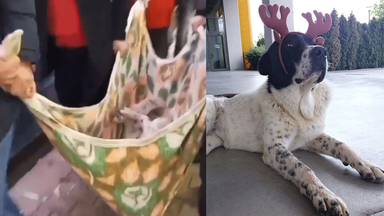 Ankara'da 'Matmazel'in darbedilerek öldürüldüğü iddiasına soruşturma